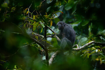 Javan langur, javan lutung, or lutung jawa (Trachypithecus auratus) relaxing while sitting on big tree branch, found in Pekalongan rainforest, Indonesia
