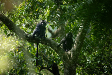 Javan langur, javan lutung, or lutung jawa (Trachypithecus auratus) relaxing while sitting on big tree branch, found in Pekalongan rainforest, Indonesia