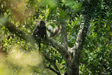 Javan langur, javan lutung, or lutung jawa (Trachypithecus auratus) relaxing while sitting on big tree branch, found in Pekalongan rainforest, Indonesia
