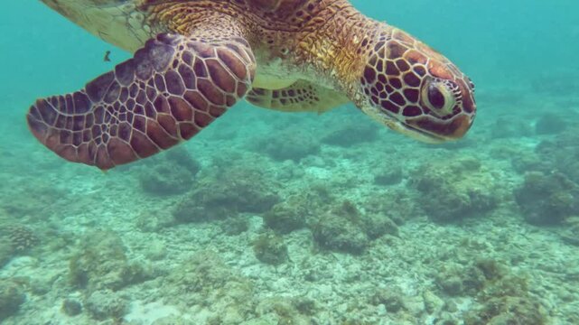 Detailed close-up of sea turtle swimming underwater in clear turquoise ocean over coral reef in tropical marine habitat Sea turtle gliding underwater in vibrant ocean above coral reef environment