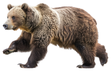 PNG Brown bear running background wildlife isolated.