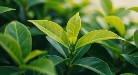 Obraz premium Lush green leaves close-up