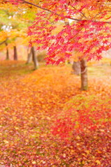 紅葉