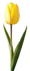Naklejka premium PNG Yellow tulip flower blossom spring.