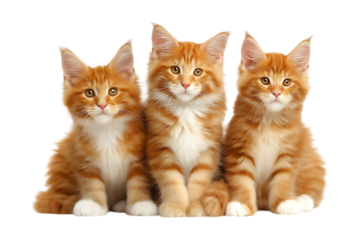 Three cute orange Maine Coon kittens, transparent background, Perfect for Pet Ads, Posters, and Social Media Promotions