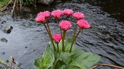 Pink Flowers by the River Vivid Nature Photography