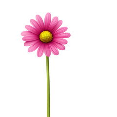 Pink flower against black background