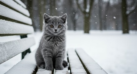 Young gray cat sitting on a snow-covered wooden bench in a winter park