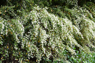 トキワマンサク