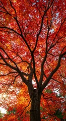 Crimson Canopy AI Generated