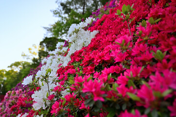 カラフルなキリシマツツジ