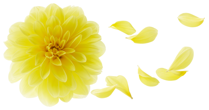 dahlia with petals flying
