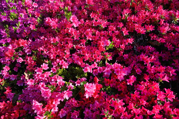 カラフルなキリシマツツジ