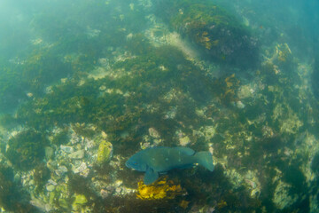 A blue grouper swims alone on the reef.