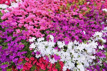 カラフルなキリシマツツジ