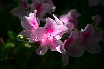 綺麗に咲いたツツジ