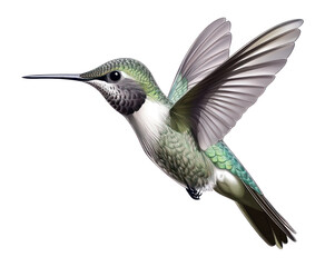 Fototapeta premium PNG Hummingbird illustration wildlife colorful.