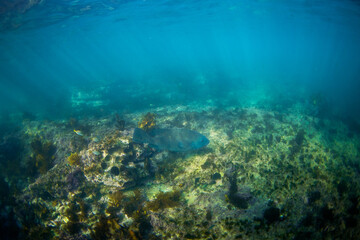A blue grouper swims alone on the reef.