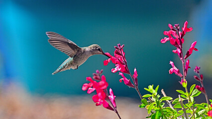 Anna's Hummingbird Floating mid-air and collecting nectar © Amazing ActionShots