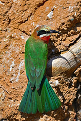 The red-bearded bee-eater
