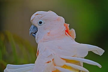 Salmon-crested Cockatoo