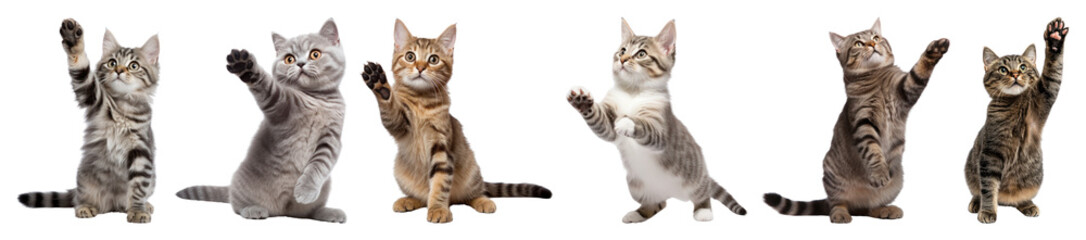 Obraz premium PNG Playful kittens reaching upward, element set on transparent background
