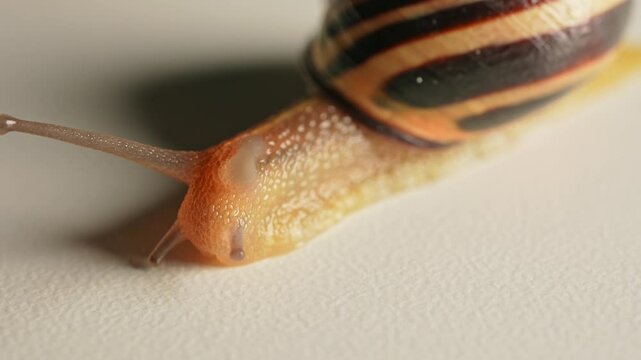 Snail slowly crawling out of shell detailed macro close up view.  Vineyard snail slimy mucus body, air-breathing land snail. Gastropod mollusc. Invasive species and an agricultural pest.