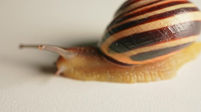 Snail moving extreme macro close up. Vineyard snail crawling. Slug on white background. Crustacean land animals in the class of molluscs. Malacophobia phobia fear of snails. Halloween background.