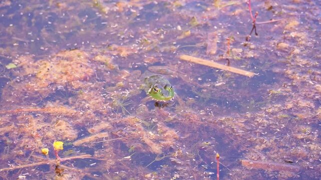 Northern Green Frog in the pond water. Rana clamitans, Lithobates Amphibian species of frog native to eastern North America. Close up shot of frog. Swamp near wild forests at Bruce Peninsula.