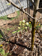 Pear tree blossom