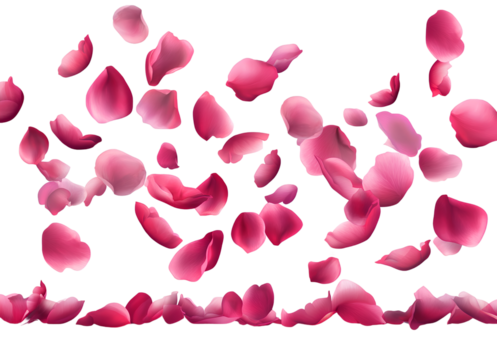 A falling pattern of pink rose petals on a transparent background, pink petals flying in the air, pink rose petals falling down on a white background