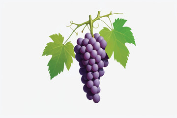 Fototapeta premium Fresh grape vine isolated white background