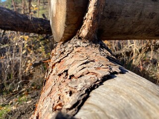 Tree trunk