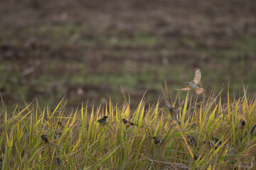A beautiful baya weavers in and around tall grasses , in flight against a blurred natural background. 