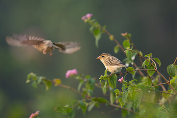 A beautiful Baya weaver perched against a soft, blurred background with leaves and blurred pink flower.