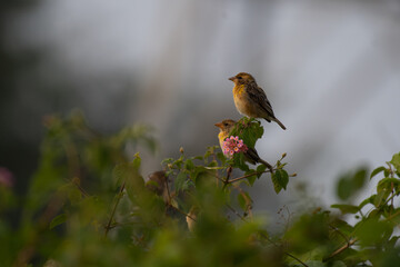 A beautiful Baya weaver perched against a soft, blurred background with leaves and blurred pink flower.