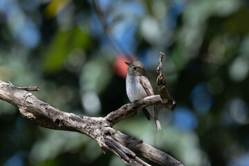 A charming Asian brown flycatcher perched delicately on a weathered branch against a soft, blurred background of foliage and sky.