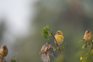 A beautiful Baya weaver perched against a soft, blurred background with leaves and blurred pink flower.