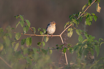 A beautiful Baya weaver perched against a soft, blurred background with leaves and blurred pink flower.