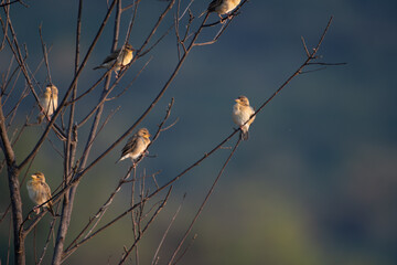 A beautiful group of Baya weavers perched against a soft, blurred background with leaves and blurred pink flower.
