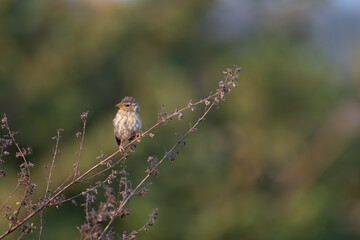 A beautiful juvenile Baya weaver perched against a soft, blurred background with leaves and blurred pink flower.