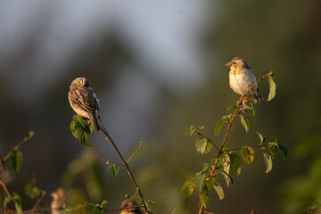 A beautiful Baya weaver perched against a soft, blurred background with leaves and blurred pink flower.