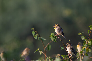 A beautiful Baya weaver perched against a soft, blurred background with leaves and blurred pink flower.