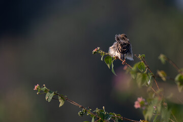 A beautiful Baya weaver perched with back pose against a soft, blurred background with leaves and blurred pink flower.