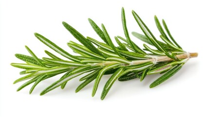 Fototapeta premium A sprig of rosemary leaves with sharp details