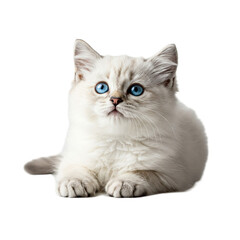 Fototapeta premium Cat