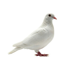 Dove isolated on transparent background 
