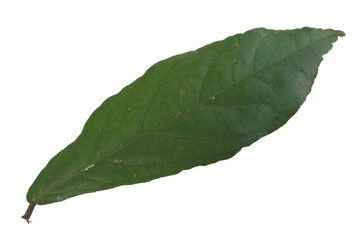 top view Streblus asper leaf isolated on transparent background