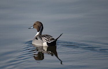 Pintail Duck