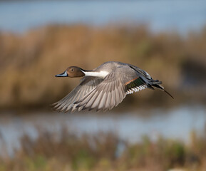 Pintail Duck